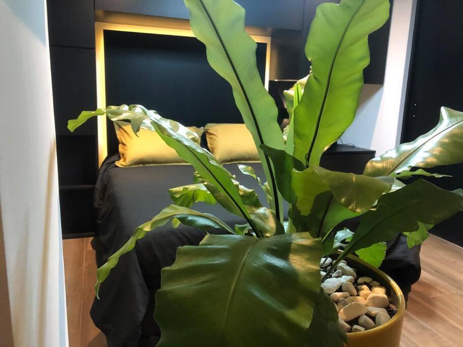 Black Loft. Moderno Y Nuevo, Super Ubicado. Мехіко Екстер'єр фото